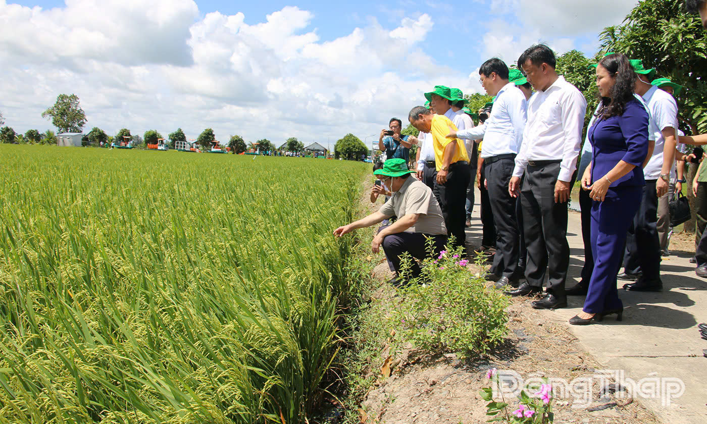 Nông nghiệp phường Mỹ Ngãi